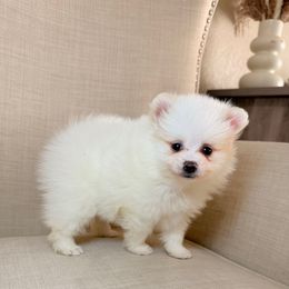 London - Cream parti female Pomeranian puppy in Phoenix, Arizona from Luxpomz