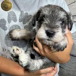 Lily - Salt and pepper female Miniature Schnauzer puppy in Frankford, Delaware from Miniature Schnauzers of Delmarva