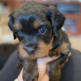Cavapoo puppies from Clover Patch Cavapoos