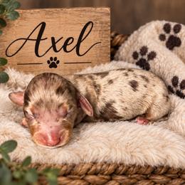 Axel - Dapple male Dachshund puppy in Central Point, Oregon from Chamberlains Doxie