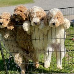 Australian Labradoodles, Labrador Retrievers, and Poodles from Laird Farms