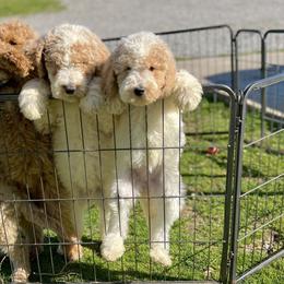 Australian Labradoodles, Labrador Retrievers, and Poodles from Laird Farms