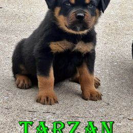 Pomsky, Rottweiler, Shetland Sheepdog, and Toy Shetland Sheepdog Puppies from Mountain High Kennels