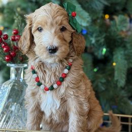 Hash brown- pink collar - Red  female Goldendoodle puppy in Yuciapa, California from AlltheDoodlez_