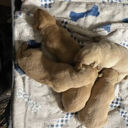 Boy 3 - Yellow male Labrador Retriever puppy in Jacksboro, Texas from J and D Retrievers