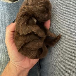 Kody aka Kodiak - Chocolate male Shih Tzu puppy in Tenmile, Oregon from Polly Pockets Imperial Shih Tzu’s