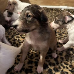 Girl 2 - Borzoi puppy from Luxor Borzoi