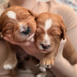 Cavapoo puppies from Sleeping Bear Kennels