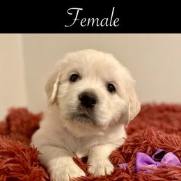 Fuzzy - Golden Retriever puppy from Mayflower Goldens