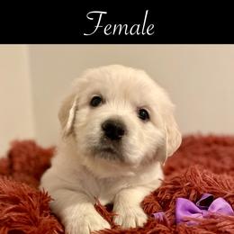 Fuzzy - Golden Retriever puppy from Mayflower Goldens
