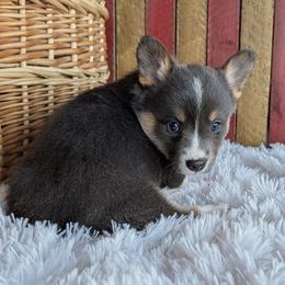 Jackie - Gray and white female American Corgi puppy in Shawnee, Oklahoma from Sunray Ranch