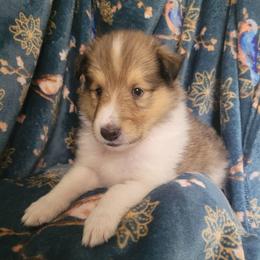 Ethal - Sable and white female Collie puppy in Mattoon, Illinois from Gold Leaf Collies