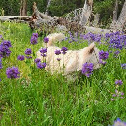 Lil Miss - West Highland White Terrier