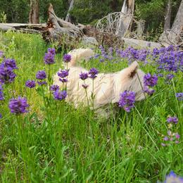 Lil Miss - West Highland White Terrier