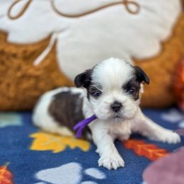 Hermione Granger - Purple Collar - Brindle and white female Shih Tzu puppy in Troy, Ohio from Oodles of Doodles