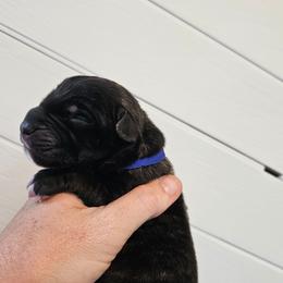 Boy 3 - Brindle male Mastiff puppy in Linton, Indiana from Riggins Mastiffs and Danes