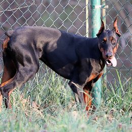 Tiana - Doberman Pinscher