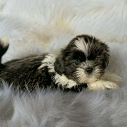 Blue and white boy - Blue and white male Shihpoo puppy in Newark, Ohio from Gemini Kennels