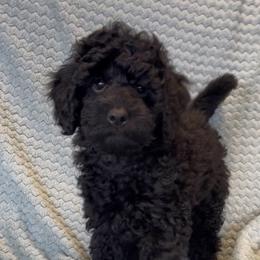 Ivar - Black male Poodle puppy in Santa Rosa, California from Johnson’s Wine Country Poodles