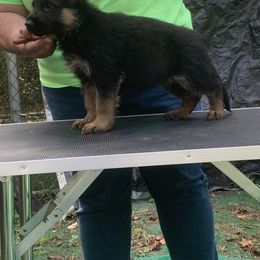 Orange Collar Boy--AKA Pecan - Black and red male German Shepherd puppy in King, North Carolina from Golly-G German Shepherds