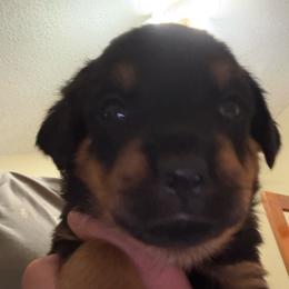 White girl - Black and mahogany female Rottweiler puppy in Colorado Springs, Colorado from Von Locher Rotties