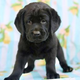 Molly - Black female Labrador Retriever puppy in Williamston, South Carolina from Dutton Dog Co & Dalla Grazia Doberman