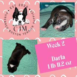 Darla - Black and white female Boston Terrier puppy in Jupiter, Florida from CJM Boston and Boxer Puppies