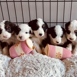 Aussiedoodles, Miniature Australian Shepherds, Poodles, and Toy Australian Shepherds from Sandy Creek Kennels