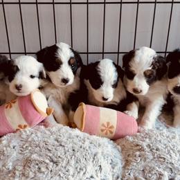 Aussiedoodles, Miniature Australian Shepherds, Poodles, and Toy Australian Shepherds from Sandy Creek Kennels