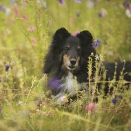 Shetland Sheepdog All Grown Up from Promise Shelties