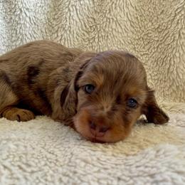 Nutmeg - Chocolate and cream female Dachshund puppy in Granbury, Texas from Bluebonnet Dachshunds, LLC
