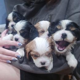 Cavalier King Charles Spaniel puppies from Gleannfae Gordon Setters & Cavalier King Charkes Spaniels