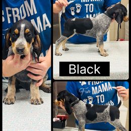 Black - Blue ticked and tan male Bluetick Coonhound puppy in Cherryville, North Carolina from Evenstar-WesRidge Bluetick Hounds