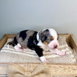 Squash - Blue merle male Aussiedoodle puppy in Adams, Nebraska from Boxcar Doodles and Poodles