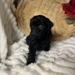 AKC Birdie - Black female Poodle puppy in Elgin, South Carolina from Silver Bells Paw Prints