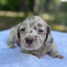 Sully - Dapple male Dachshund puppy in Newport, Tennessee from Foothills Mini Doxies
