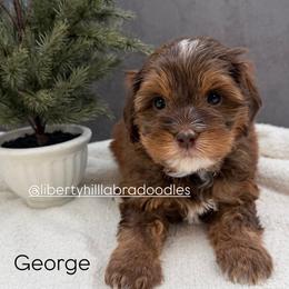 George - Chocolate male Australian Labradoodle puppy in Denton, Texas from Liberty Hill Labradoodles
