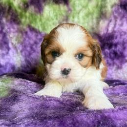 Charlie - Red and white male Cavatzu puppy in Knoxville, Tennessee from Rocky Top Cavapoos