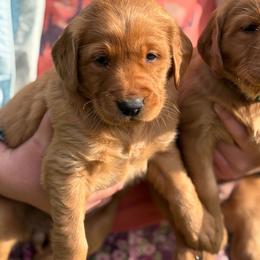 Autumn - Dark golden female Golden Retriever puppy in Lebanon, Oregon from SnowPeakPaws