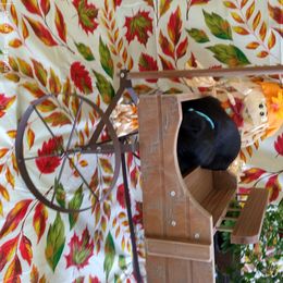 Miniature Schnauzer Puppies from Camp Creek Schnauzers