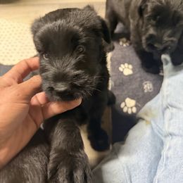 Bridget - Black female Giant Schnauzer puppy in Bois D’arc, Missouri from Down Low Kennels