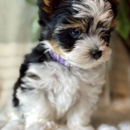 Purple Girl 3575 - Black tan and white female Biewer Terrier puppy in Ambrose, Georgia from Southern Star Biewer Terriers