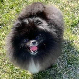 Starry - Pomeranian