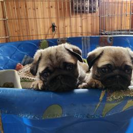 Girl 2 - Fawn female Pug puppy in Spokane, Washington from Blue Haven Stable