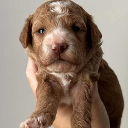 Aussiedoodles, Cavapoos, Cockapoos, Cocker Spaniels, Goldendoodles, and Golden Retrievers from Hunting Creek Kennels