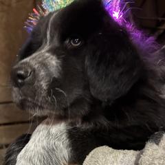 Karakachan Puppies from Bloomin' Acres