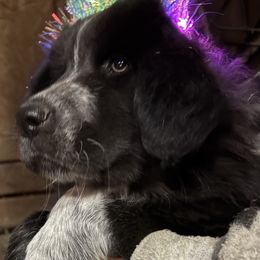 Karakachan Puppies from Bloomin' Acres