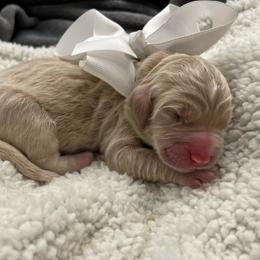Lily - Cream female Goldendoodle puppy in The Woodlands, Texas from Gracie's Goldendoodles and Bernedoodles