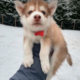 Colby - Boy 1 ❤️ - Red and white Siberian Husky puppy in Rhode Island from Home Pack Huskies