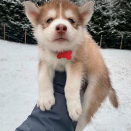 Colby - Boy 1 ❤️ - Red and white Siberian Husky puppy in Rhode Island from Home Pack Huskies